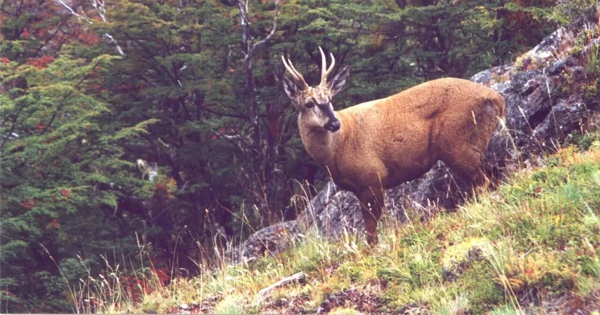 A huemul deer on a mossy slope in beech forest